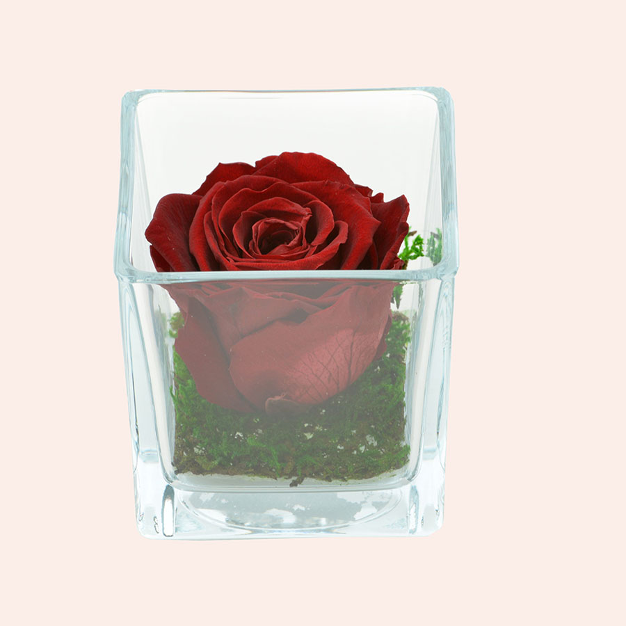 Roos in glas S vierkant-bordeaux-rose