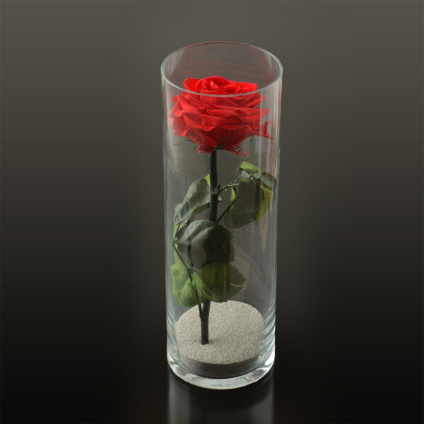Rose in een cilinder vaas M Ø10x30 cm