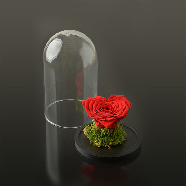 Hartvormige roos 'LOVE' XXL-zwarte-voet-rood-rose