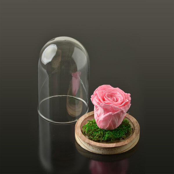 Rose in een stolp S-bruine-voet-roze-rose